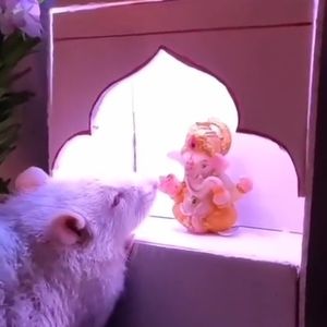 Meet your Posher, Doli kumari